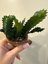 Load image into Gallery viewer, Artificial Succulent In Brown Ceramic Cowboy Boot Planter
